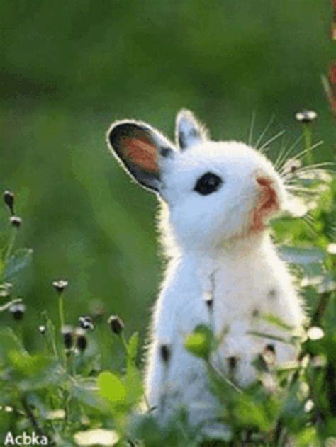 bunny gif|bunny gif transparent.